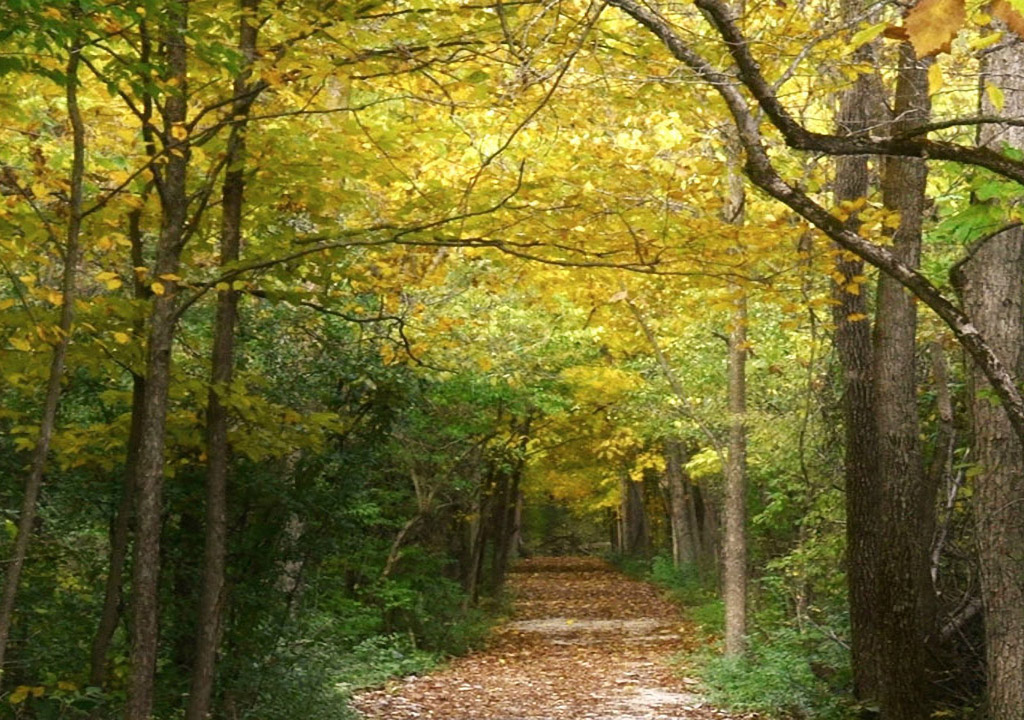 trees