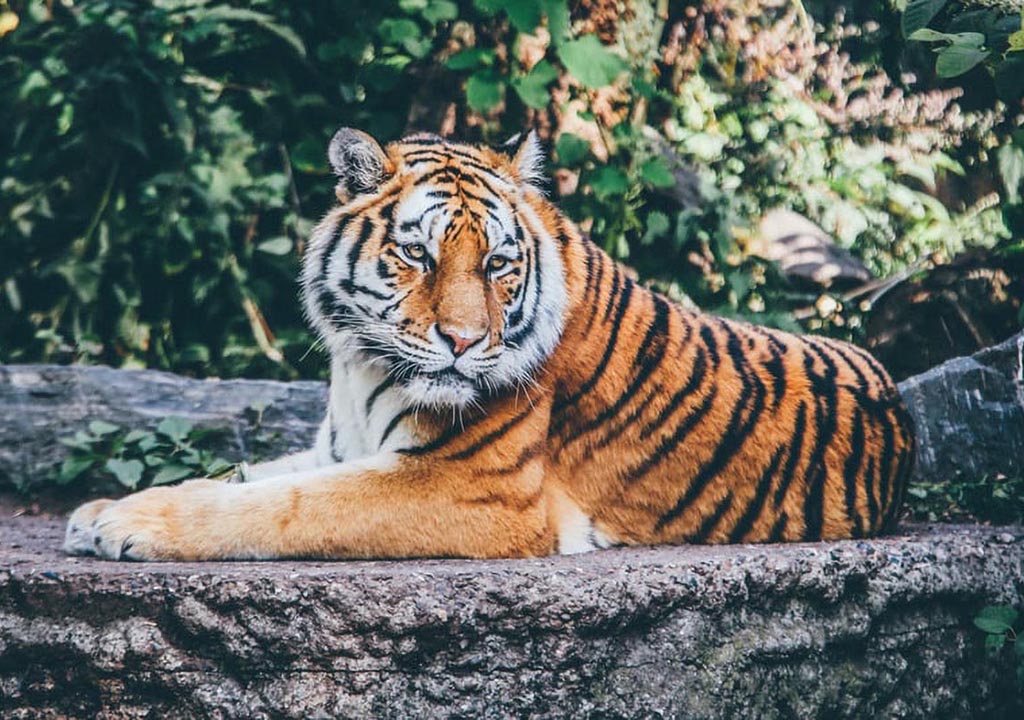 tiger at zoo